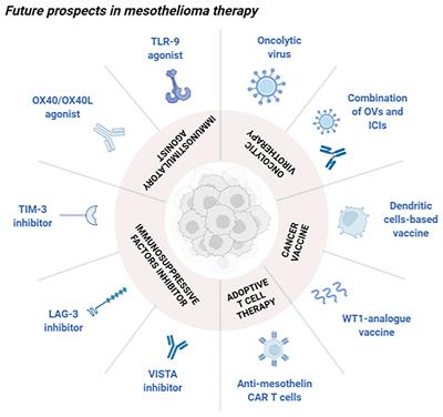 Novel Insights Into Mesothelioma Therapy: Emerging Avenues and Future Prospects
